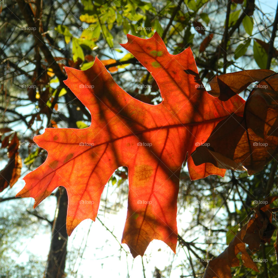 Autumn is my favorite time of year! It is a transition between summer and winter. The weather is unpredictable, and in some areas the tree leaves turn into the most fantastic orange, red, yellow, and golden brown. When you drive through the country, the sun burst on the multicolored hillsides, so vivid it is unbelievable!