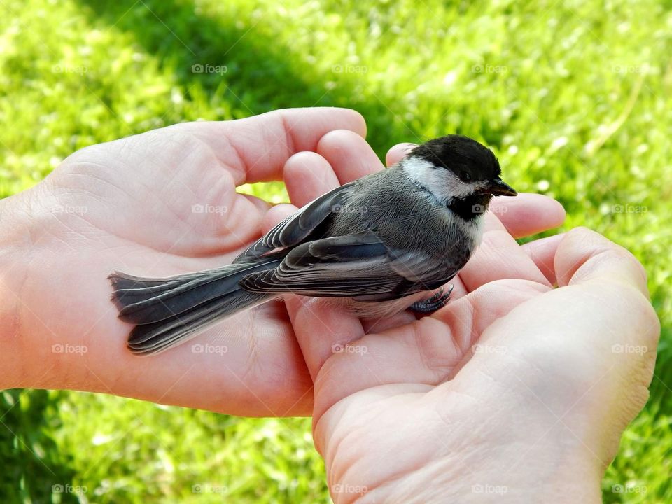 A person gently holds a chickadee bird that’s resting on a spring day  