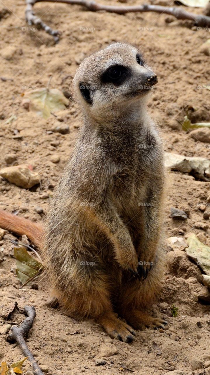 A meerkat