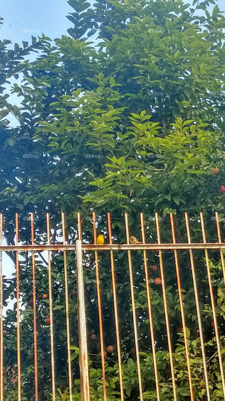 Nature, Natureza, Pássaros.