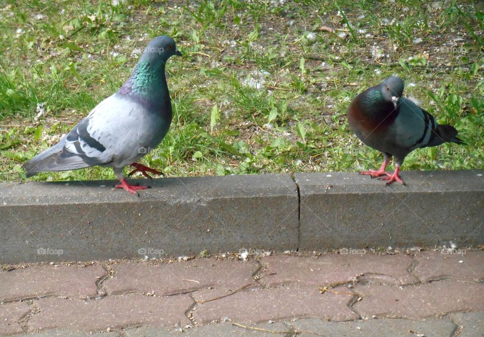 Bird, Pigeon, Wildlife, Feather, Nature