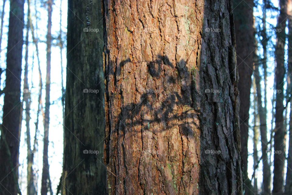 shadow of a branch on the bark of a forest tree