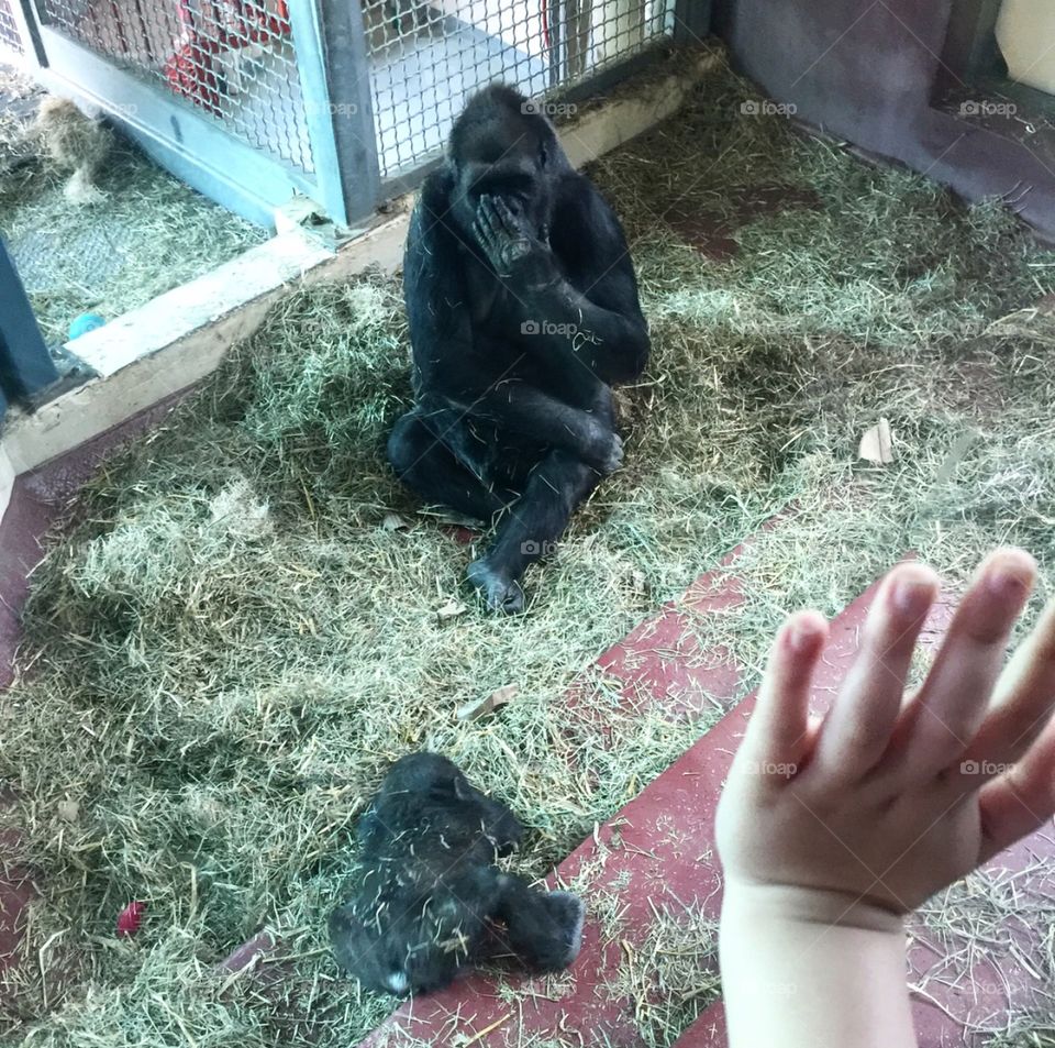 Gorilla sending kisses as girl watches behind glass.. 