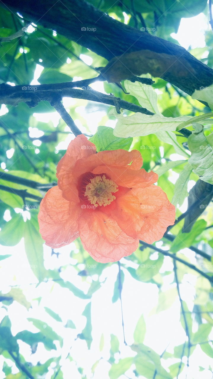 the most beautiful flower