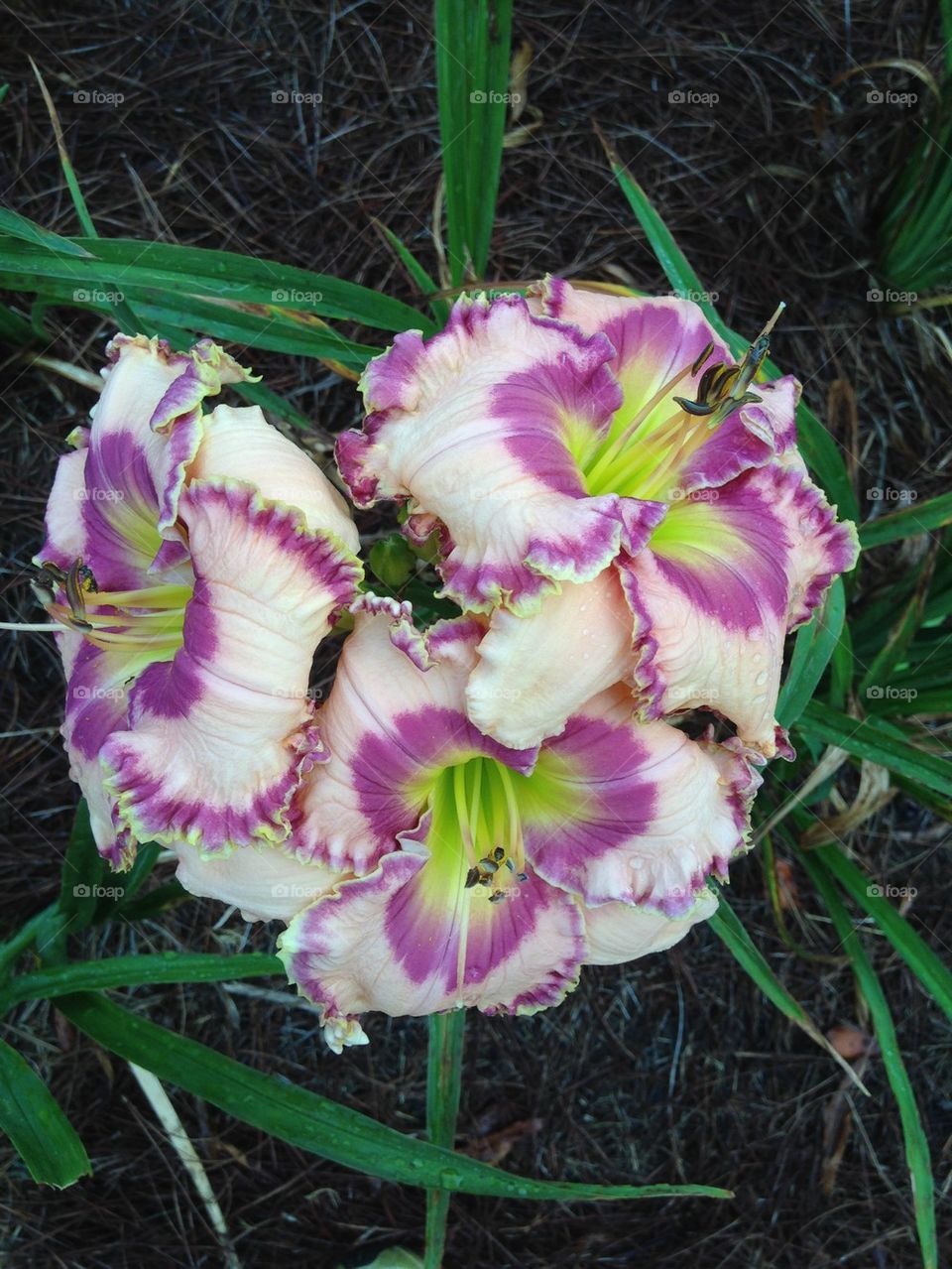 Cluster of Daylilies