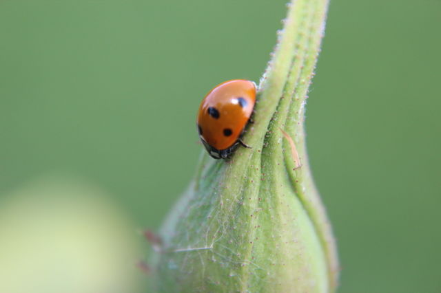 Ladybug on green bud
