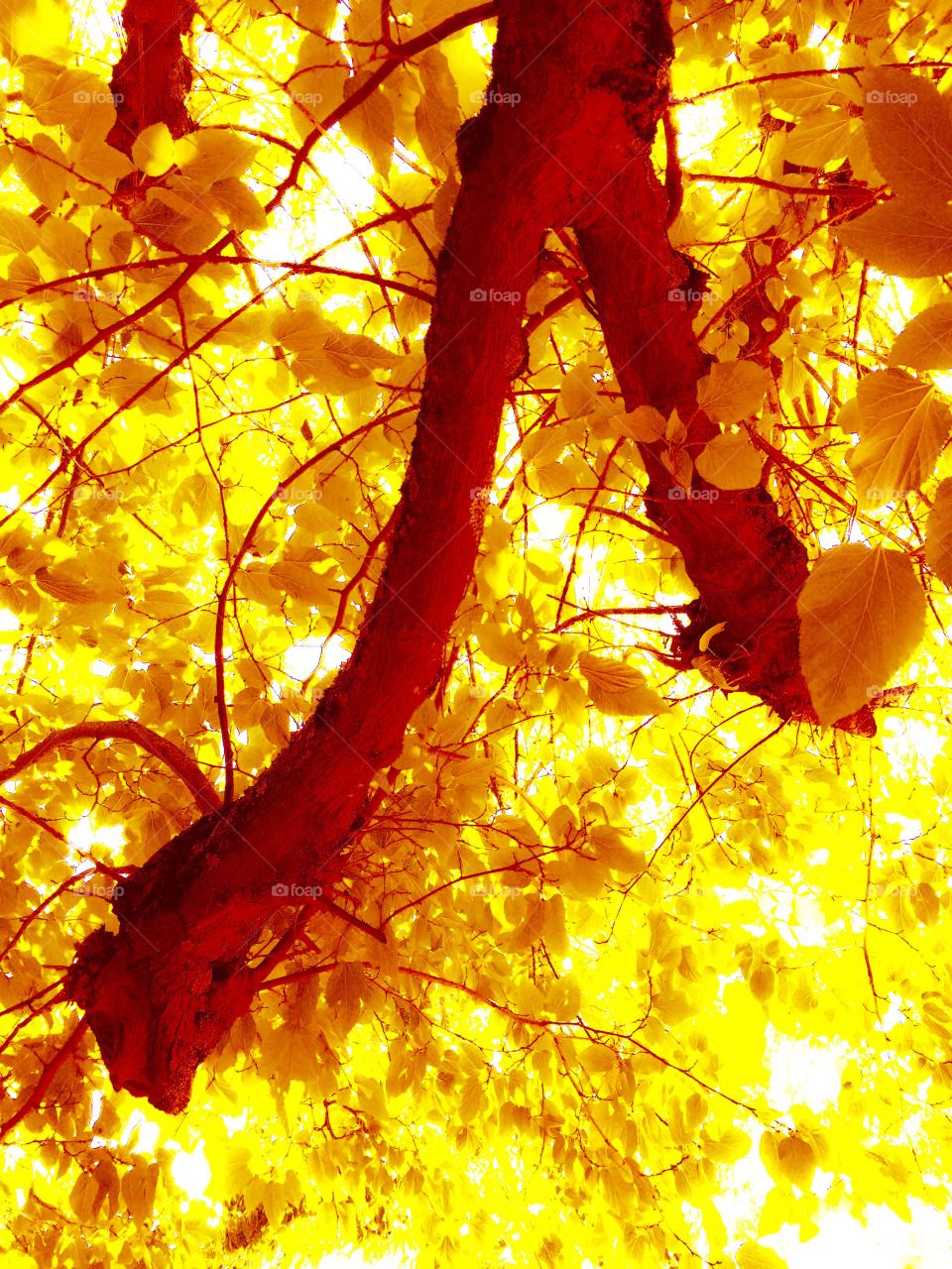 Golden color old tree