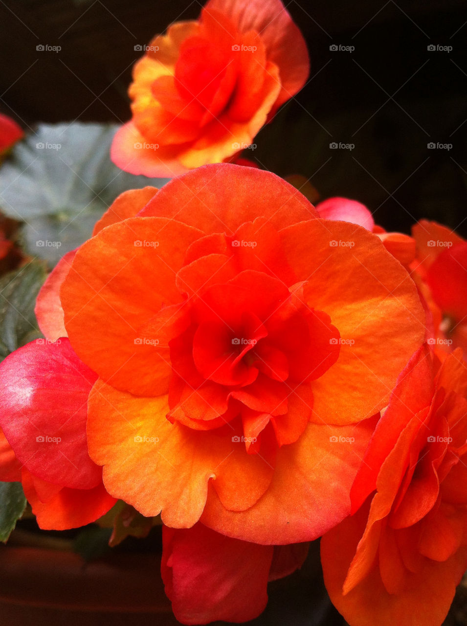 ORANGE BEGONIA