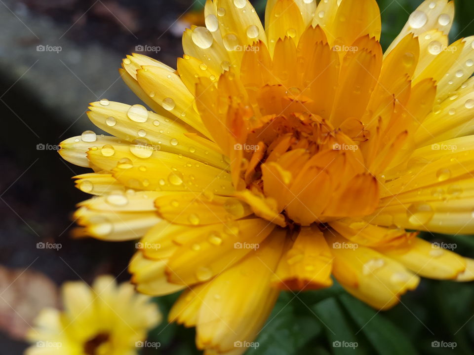 freshest yellow petals after the autumn rain