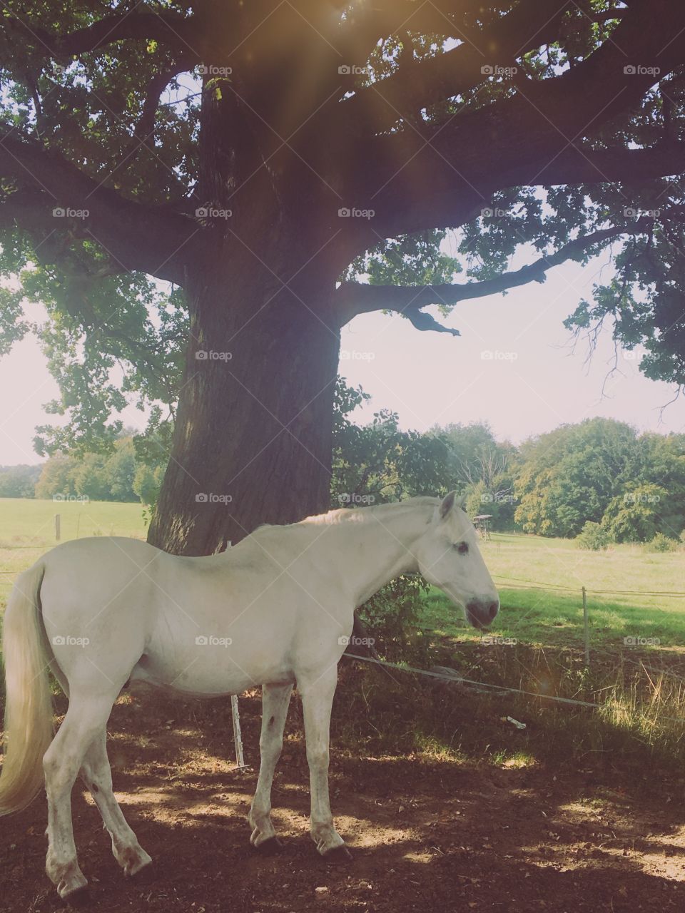 White horse 