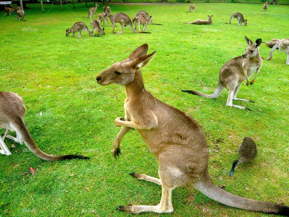 Kangaroos at brisbane, australia