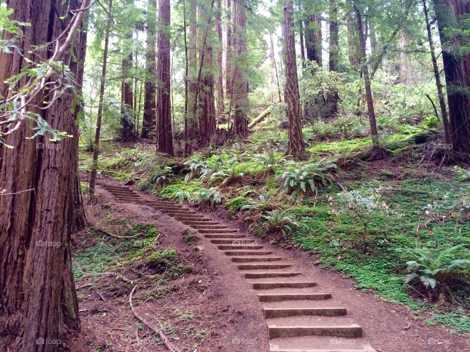 Woodland Staircase, Muir Woods. A staircase built into the terrain leads you on a multiple mile hike through the Muir Woods northern redwood forest. 