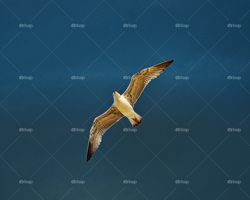 Larus is a large genus of gulls with worldwide distribution. The genus name is from Ancient Greek laros or Latin larus, which appears to have referred to a gull or other large seabird. Many of its species are abundant and well-known bird