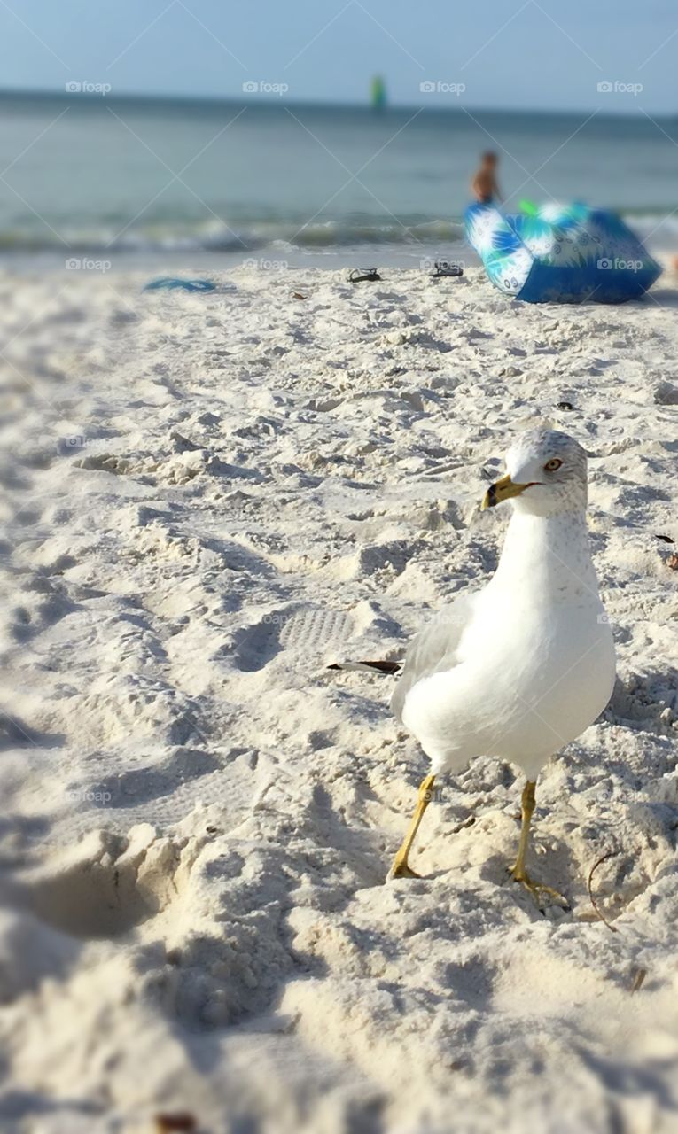 Seagull 