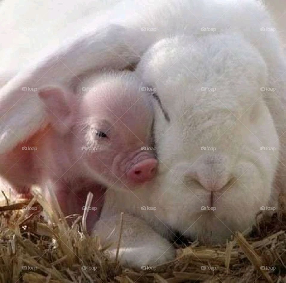 Pig and rabbit