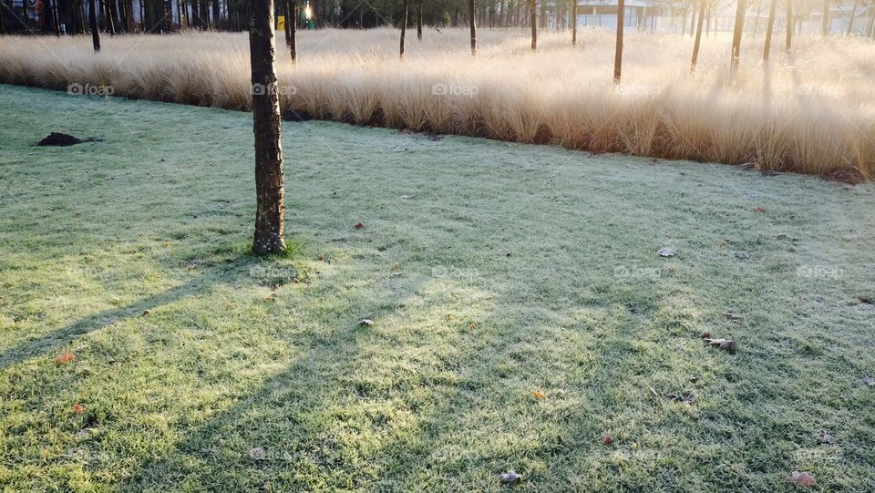 Garden in the morning