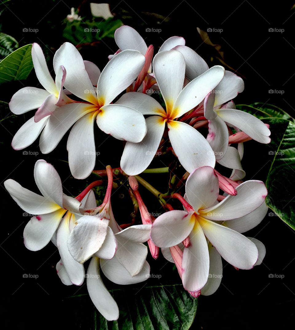 Plumeria 