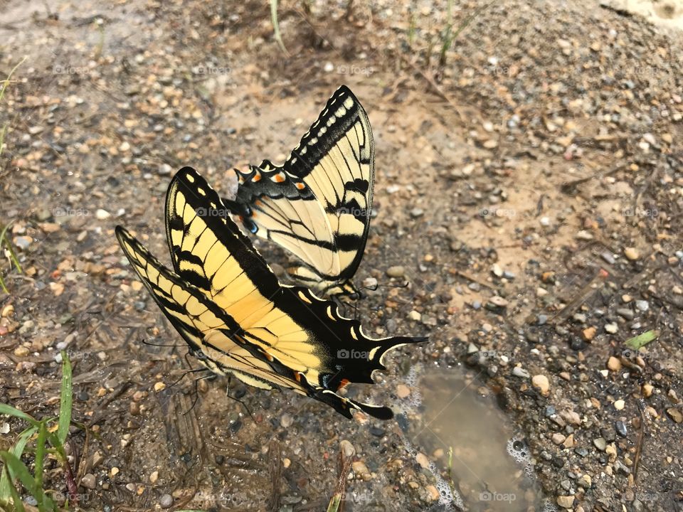 Black and yellow butterflies sitting on the ground 