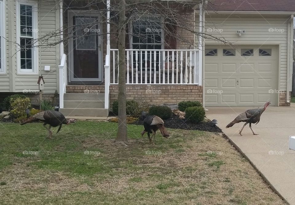 Turkeys