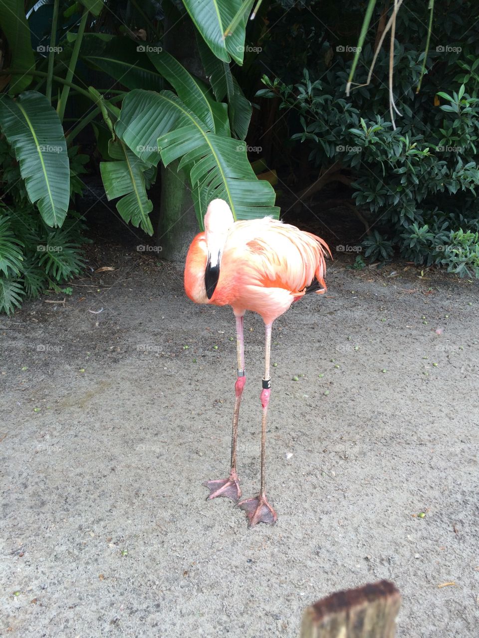 Solo flamingo