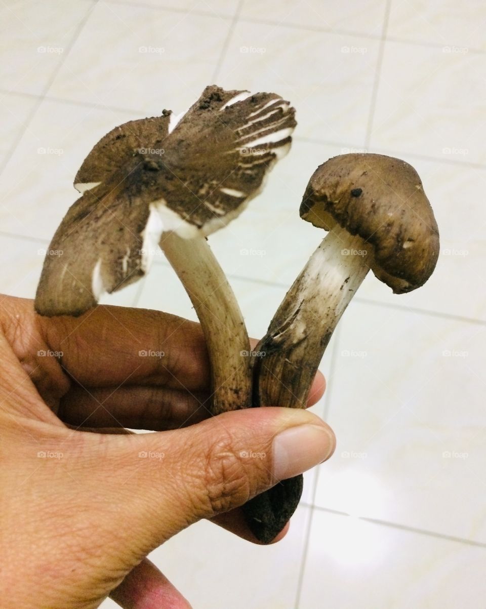 jamur payung