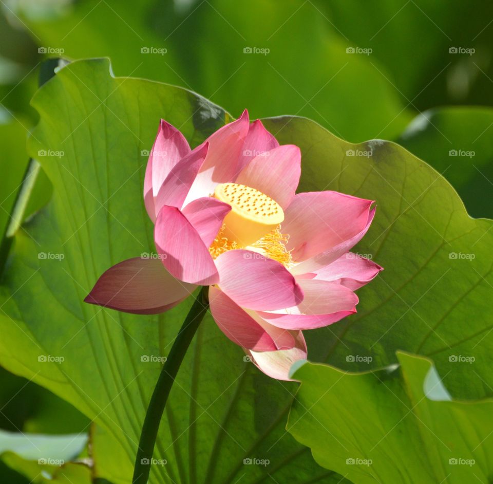 full bloom lotus flower growing in a duck pond