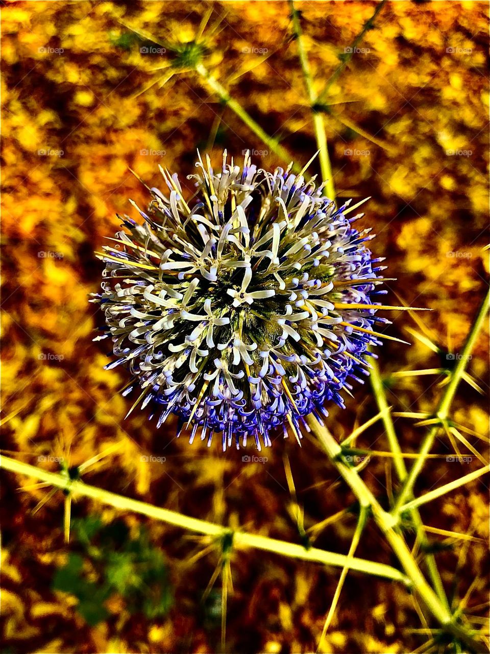 Photo of the month April