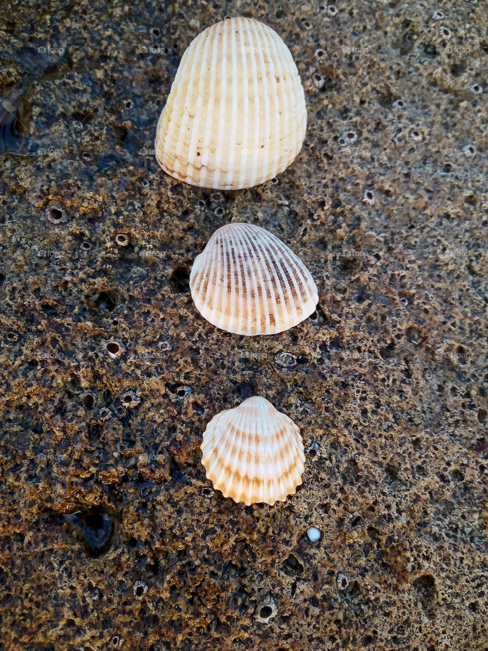 a sea shells in different sizes