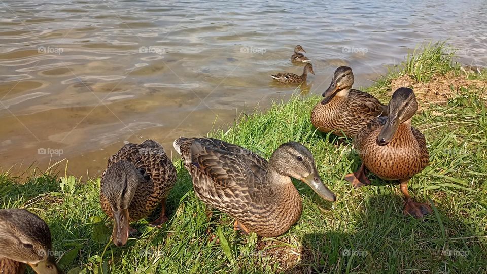 ducks in green grass summer time, mobile photography