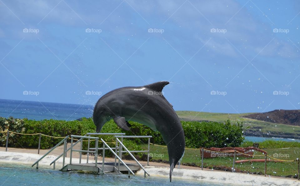 Dolphin Curl. Dolphin show at the Sea Life Park in Oahu, Hawaii.