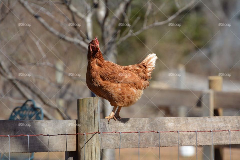 Bird on a wire 