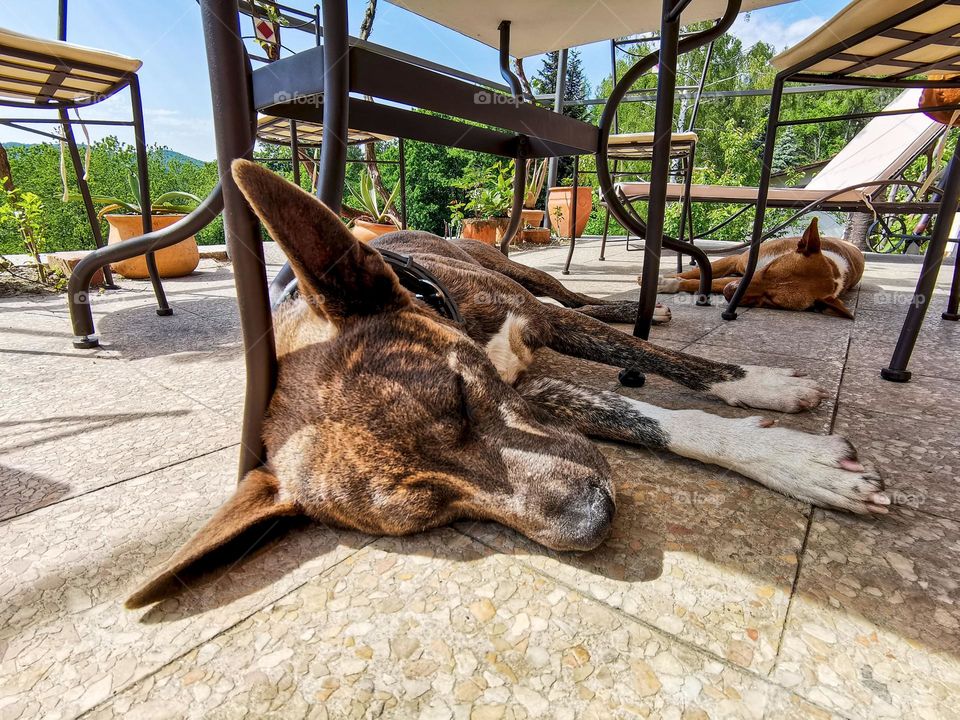 Cute dogs relaxing under table in back yard on a sunny day
