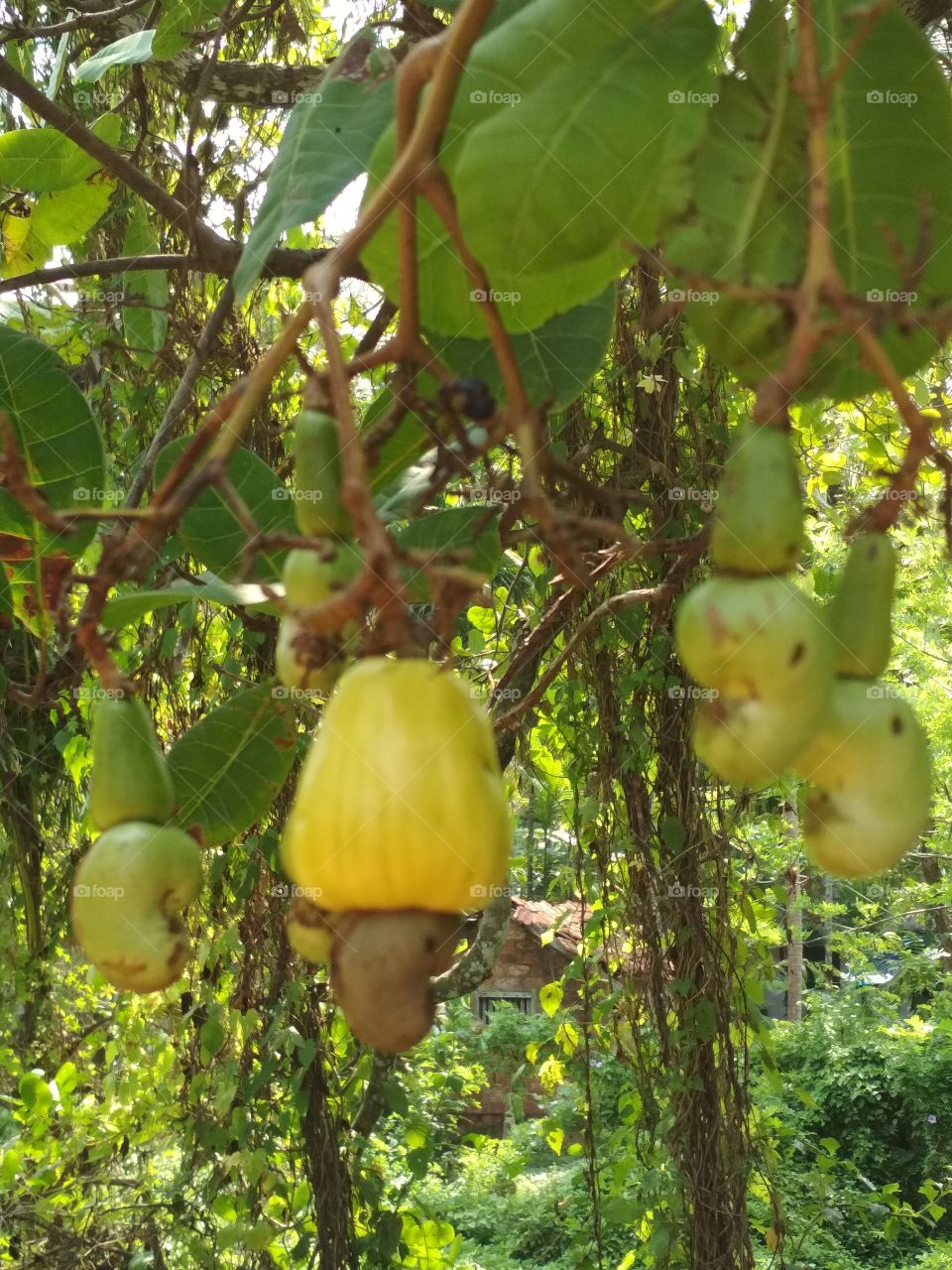 cashew fruit and nut