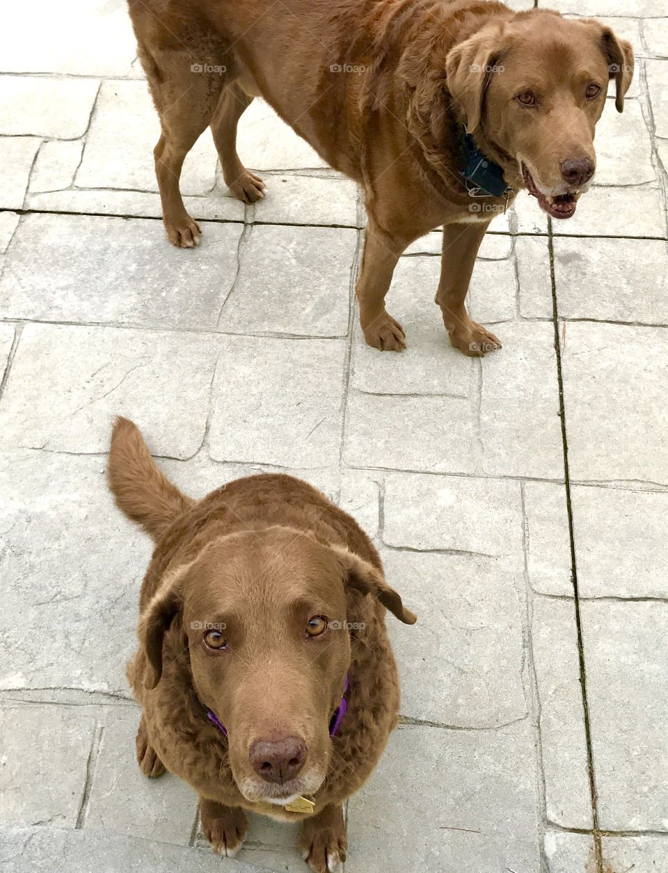 Chesapeake Bay Retrievers on Patio