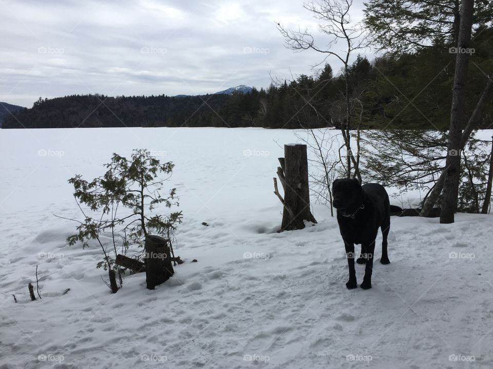 Dog at lake frozen