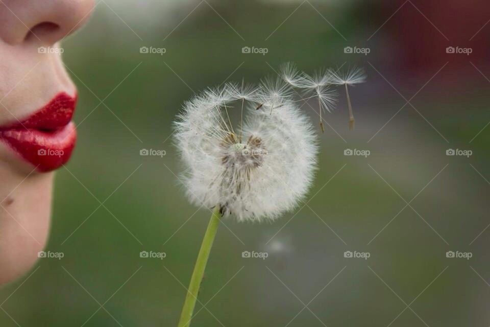 Dandelion 