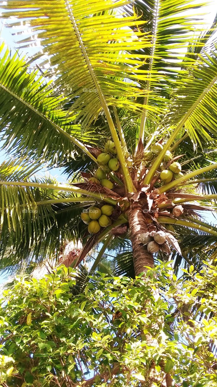 Palm and the coconut