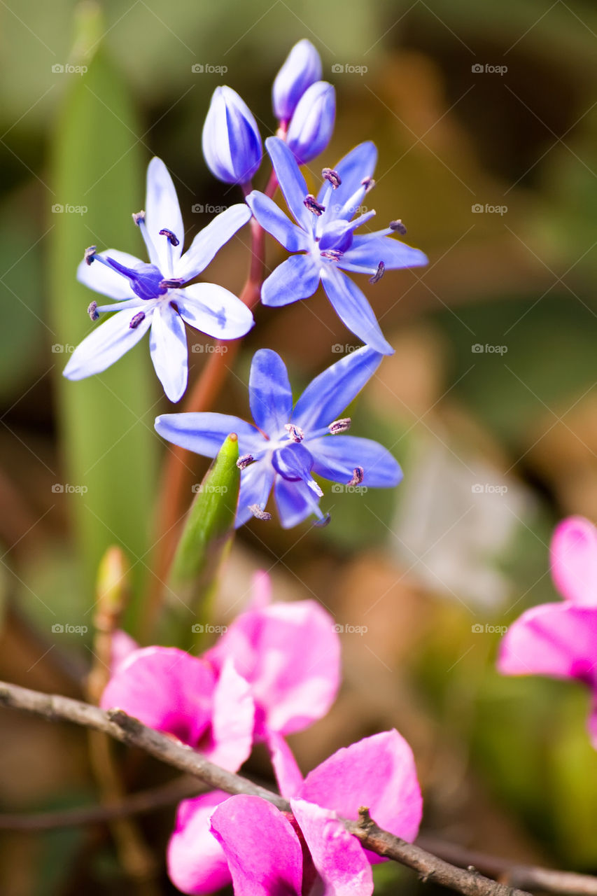 Blue spring flowers