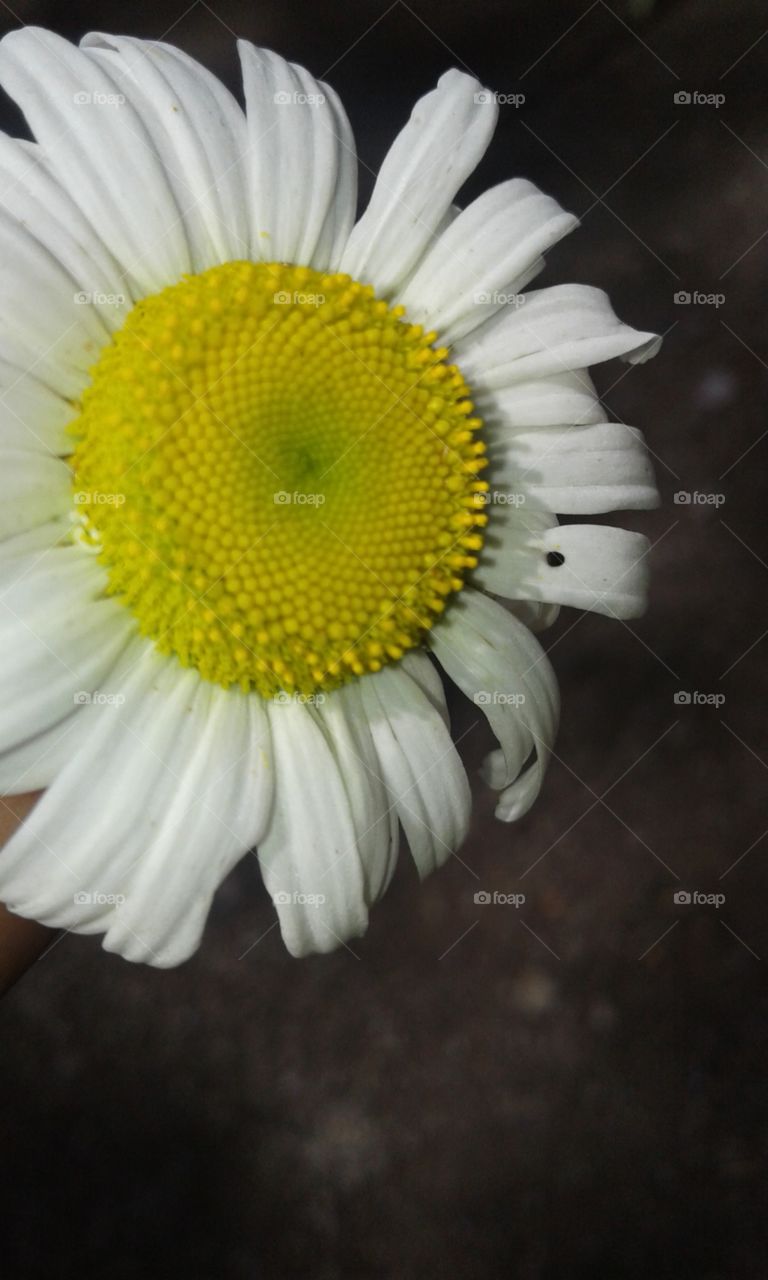 This flower caught my eye. It's very cool looking