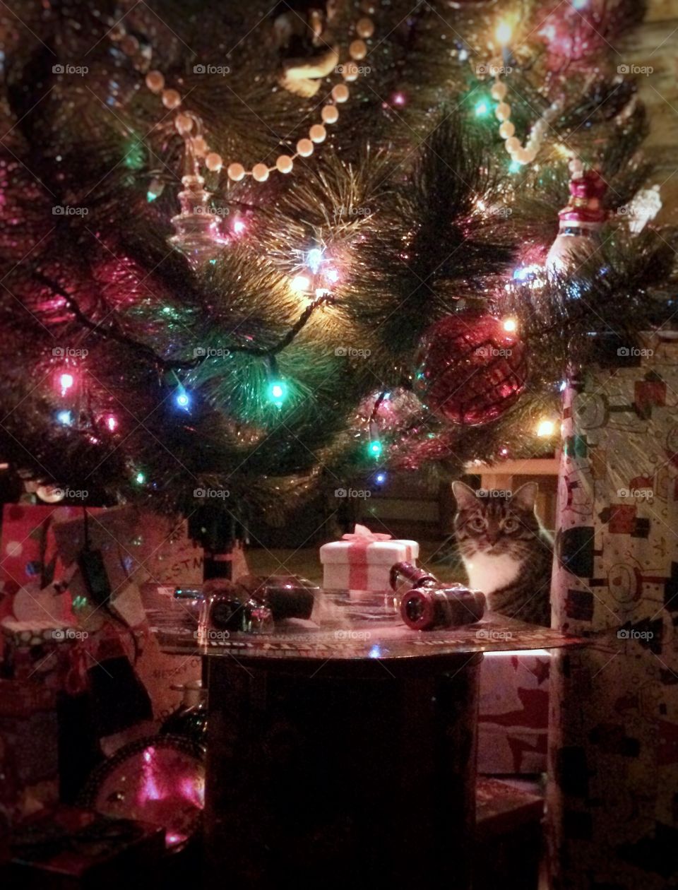 The beauty and magic of the Holidays is made even more special with the help of our beloved cat. 