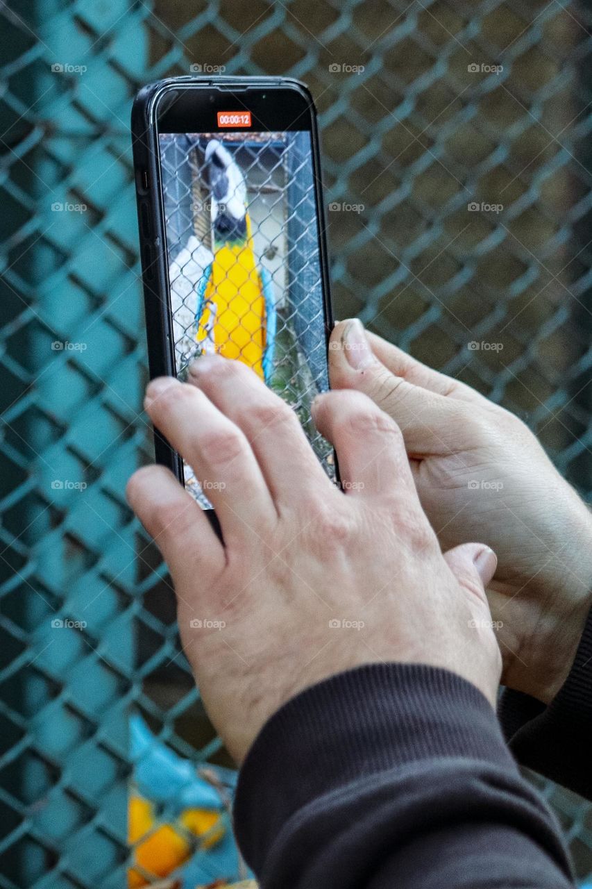 Photographing a blue macaw with a cell phone