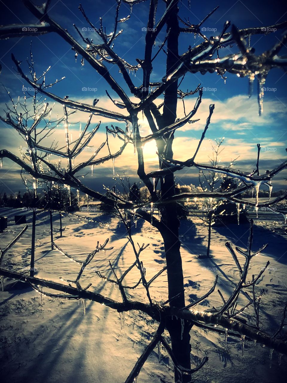 Winter nature