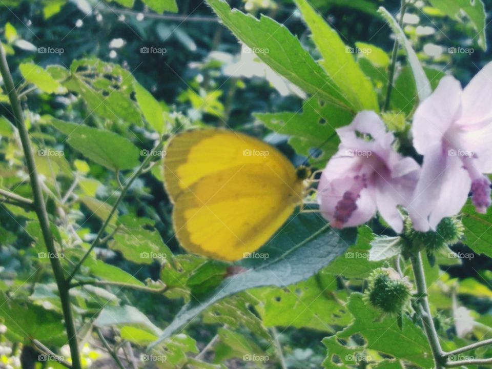 small yellow butterfly