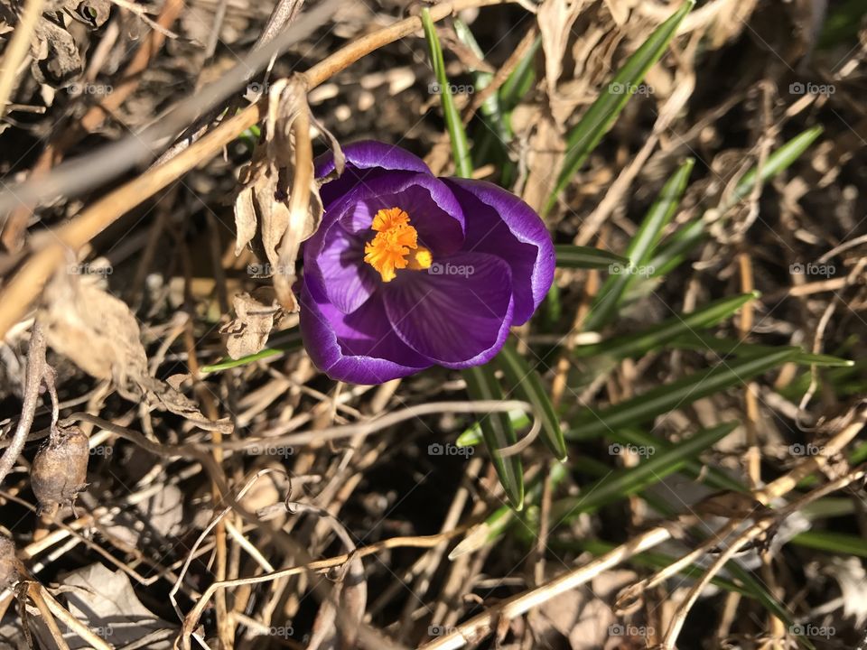 Crocus 