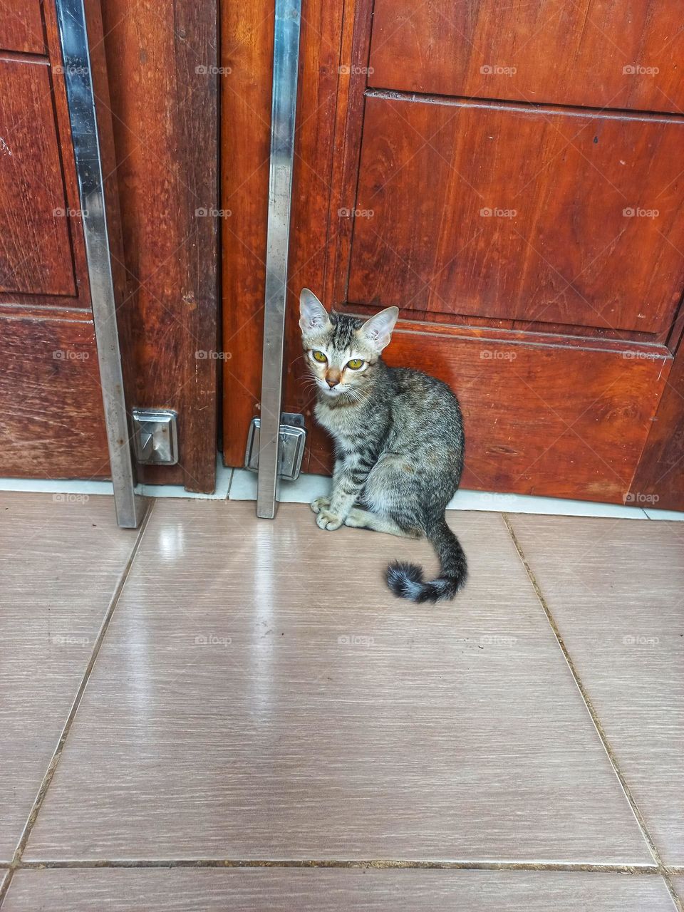 Kitten sitting near the door of the house