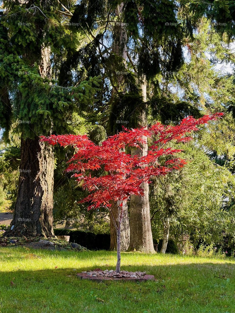 Autumn colours in the forest 