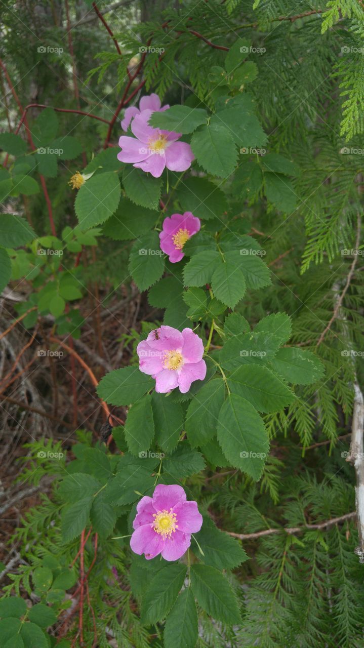 Wild roses on the lakeshore