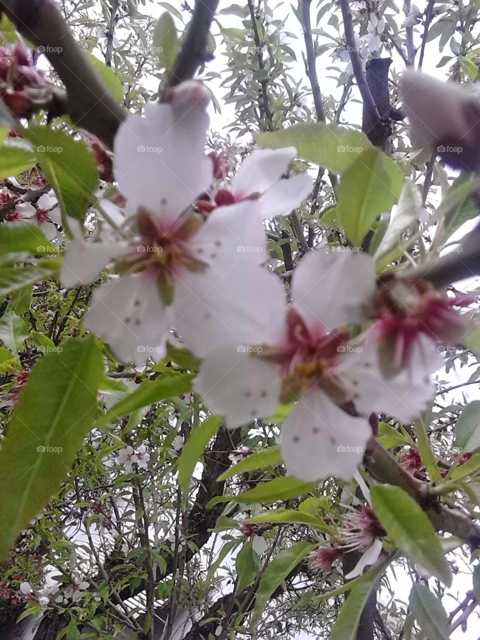 almond blossom. almonds are pretty
