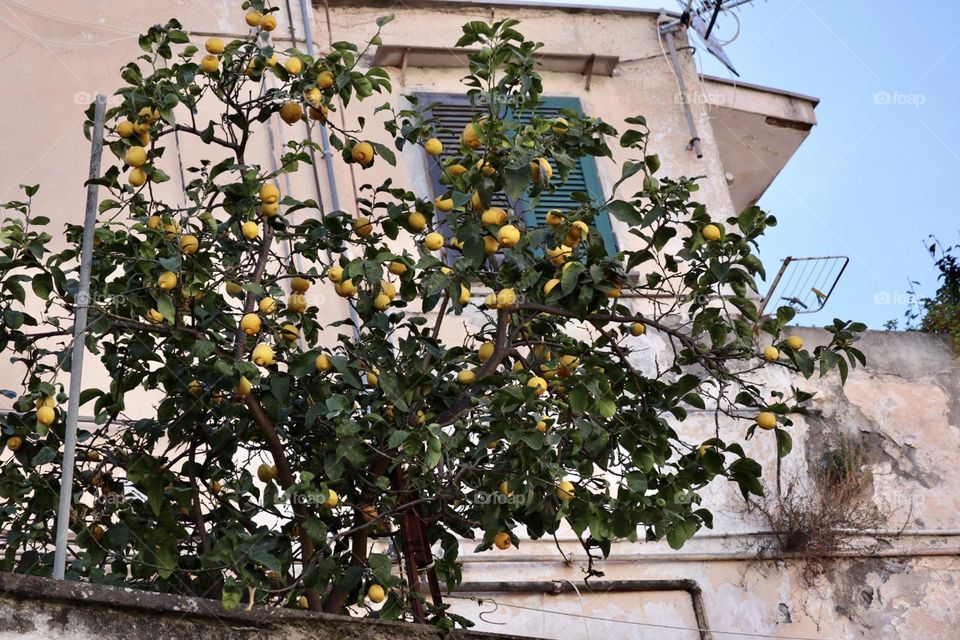 Lemon tree in front of an house at Napoli alleys 