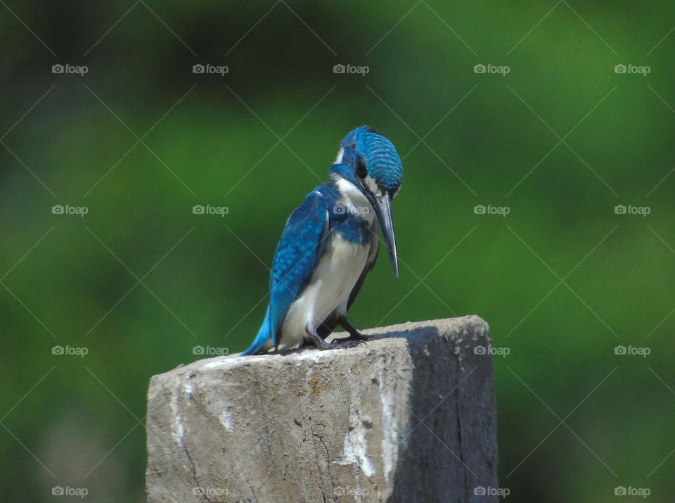 Small Blue Kingfisher. Resting on site of bird to the near of fishpond where's the site is not far from the estuarya river. Assumed of the bird's nest at the wall of the riverside. The main character're dorsal of its on blue, and white abdominal.